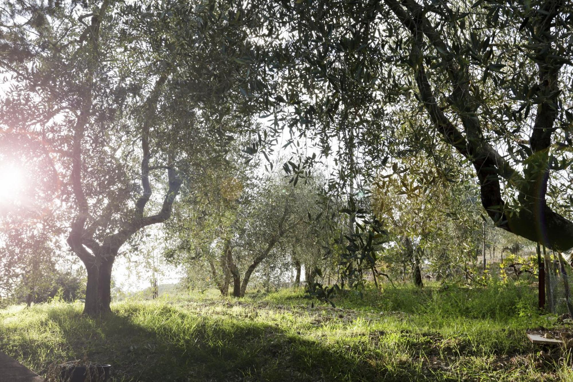 Country House Sofiavillas Gaiole in Chianti Zewnętrze zdjęcie